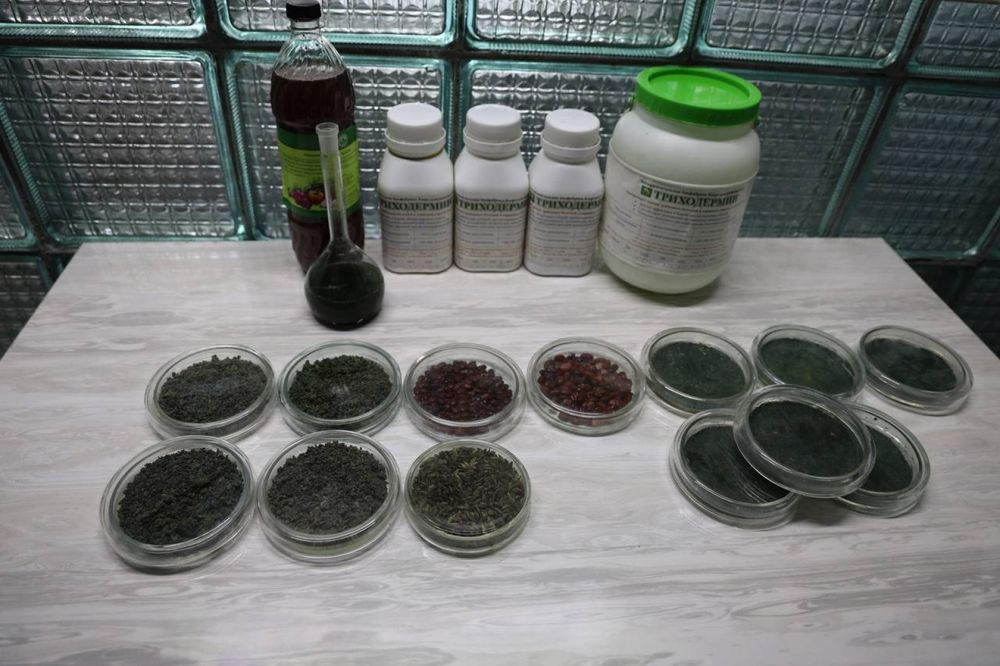 Кыргызстанда табигый таза өсүмдүктөрдү өстүрүү үчүн In-vitro лабораториясы курулат изображение публикации
