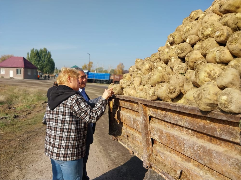 Ысык-Ата районунда 78.7 миң тонна кант кызылчасы жыйналды изображение публикации
