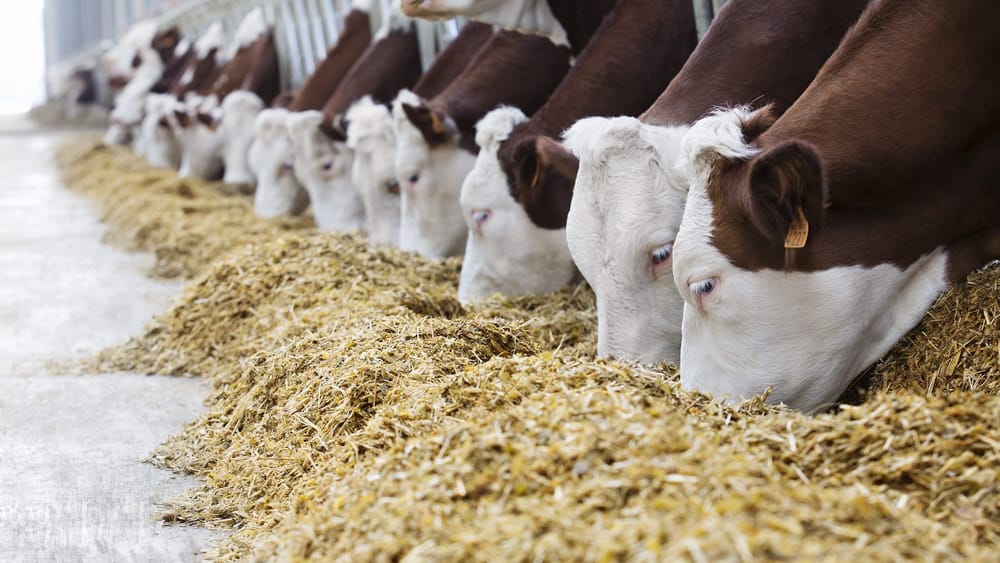 Импорттолуучу айыл чарба продукциясынын бир нече түрү кошумча нарк салыгынан бошотулду изображение публикации