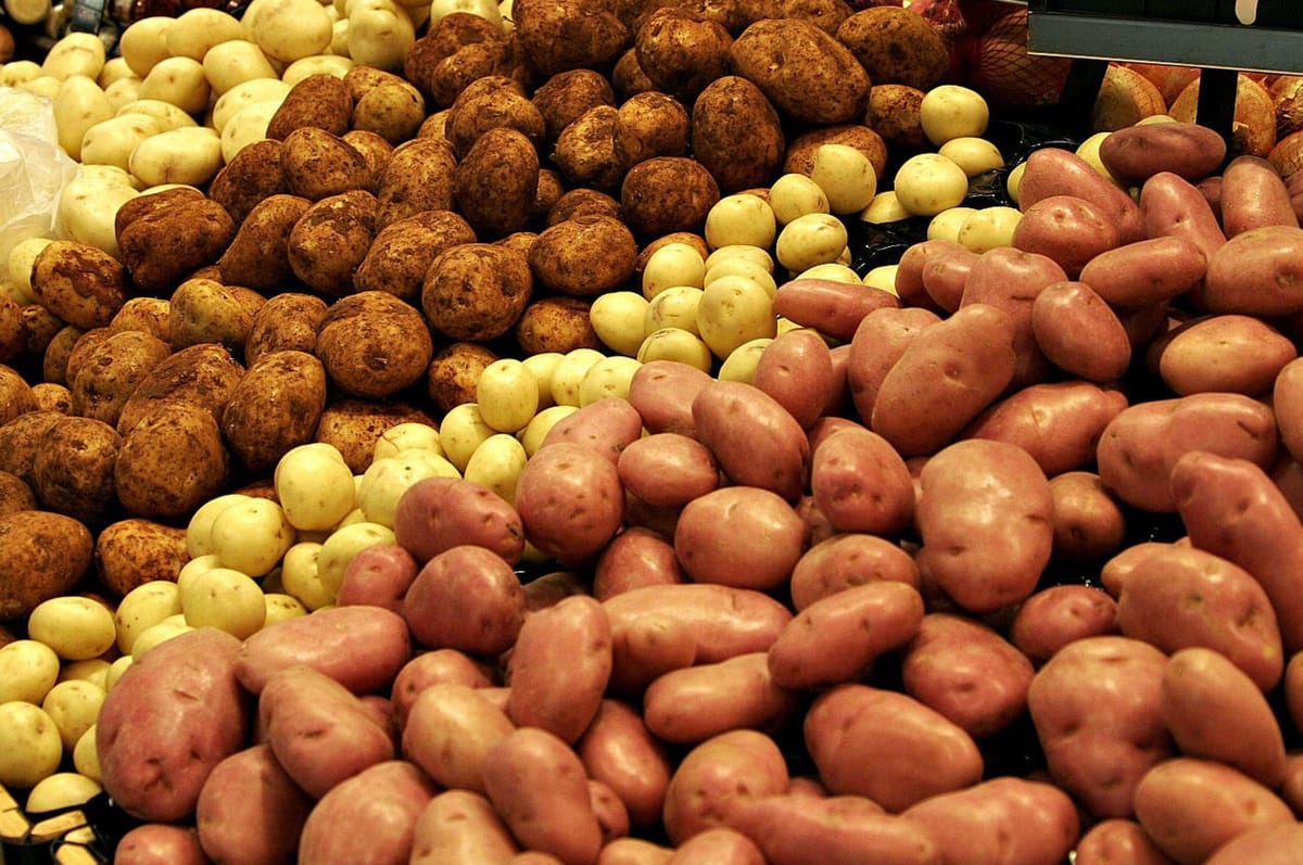 Кыргызстан Самаркандга картошка экспорттоого даяр