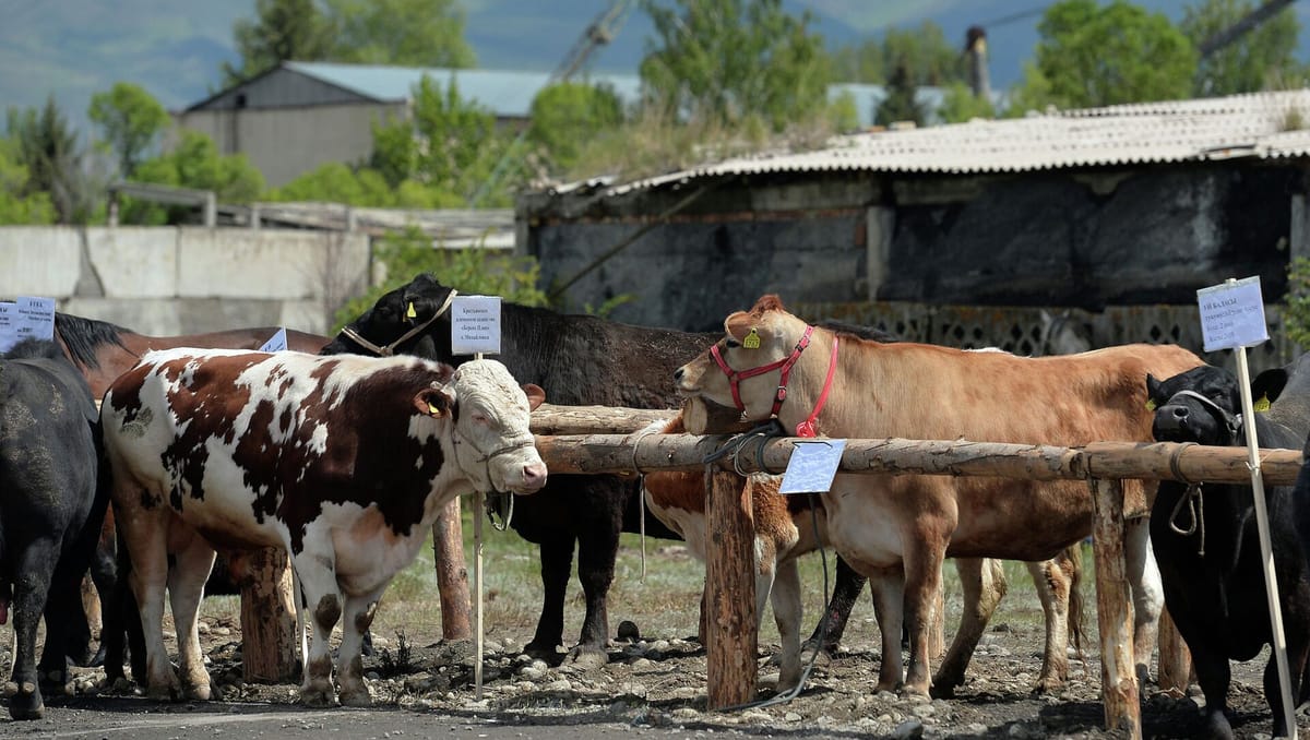 Ала-Буканын фермерлерине Өзбекстанга мал-жандык экспорттого мүмкүн пайда болду