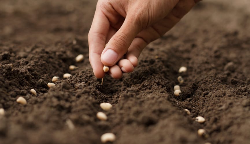 Дыйкандарга таза үрөн тандоо боюнча кеңештер