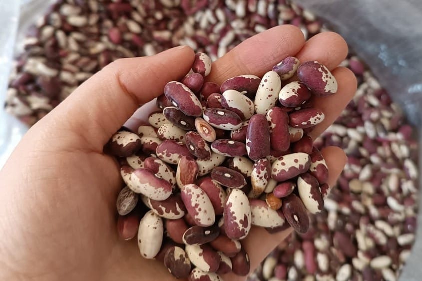 Талас төө буурчагын экспорттоодо логистикалык көйгөй бар