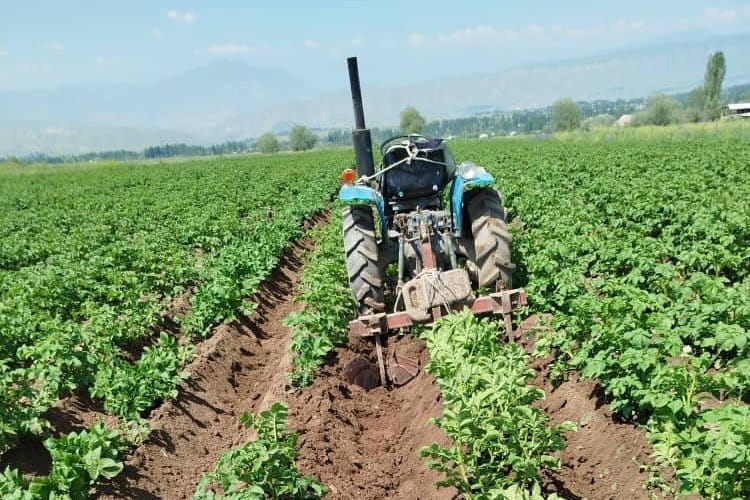 Токтогулда жаңы сорт картошка 2,5 млн сом киреше алып келди