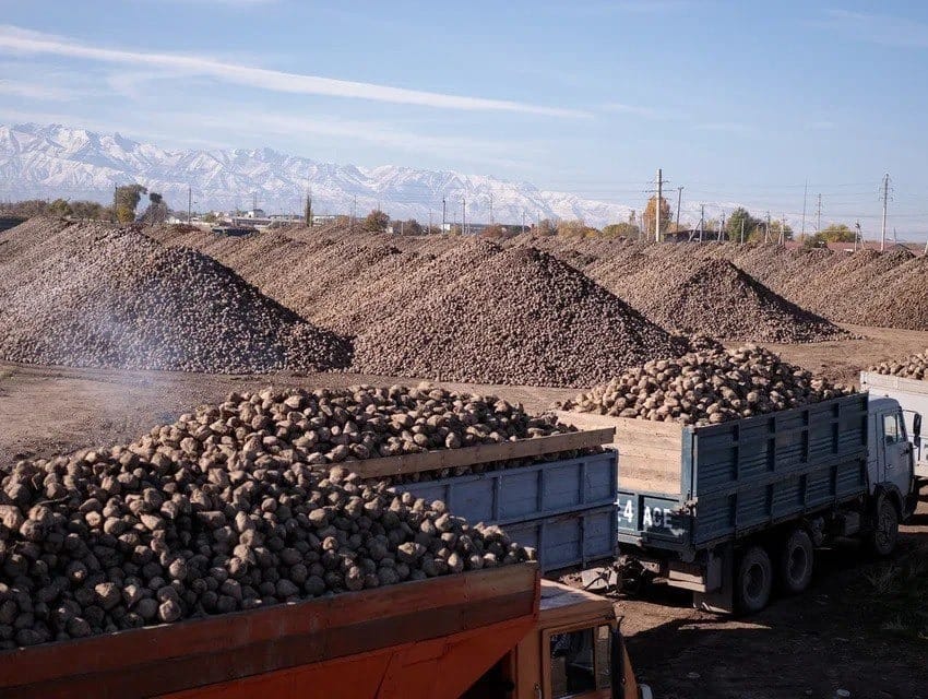 Фермерлер кант кызылчасын өткөрүүдө онлайн кезекке тура алышат