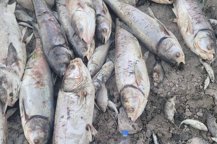 Көлмөсүндөгү 90 тонна балыгы өлүп калган ишкер укук коргоо органдарына кайрылды