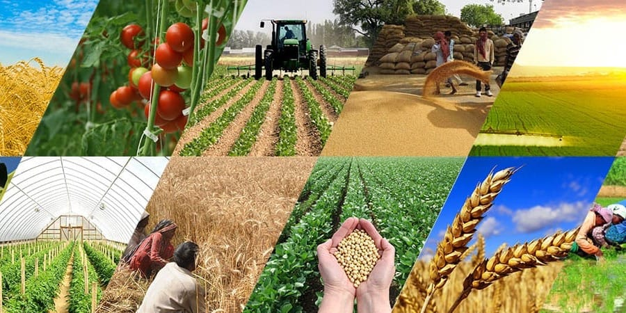 Климаттын таасиринен быйыл айыл чарба жыйымы 40%га чейин төмөндөгөн