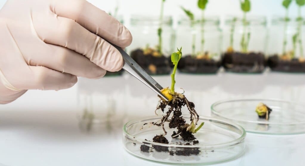 Өсүмдүктөрдүн коопсуздугу үчүн 10 айда 40 миңден ашык  экспертиза жүргүзүлгөн