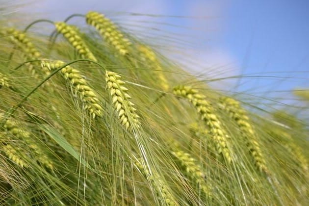 Инновациялык үрөн себүү ыкмасынын натыйжалуулугу тастыкталды