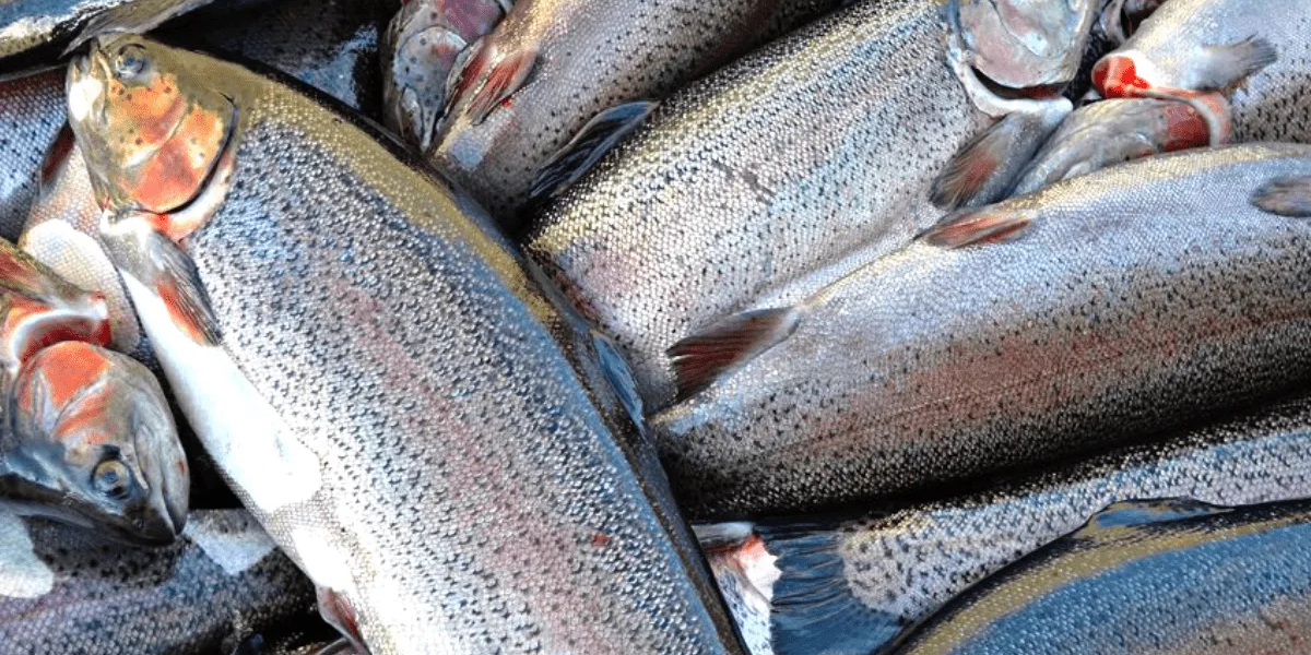 "Спартак форель" кооперативи жылына 20 тонна балык өндүрүп жатат