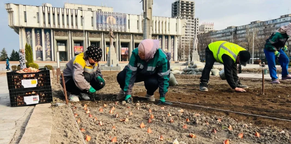 Бишкекте 218,5 миң даана жоогазын отургузулууда