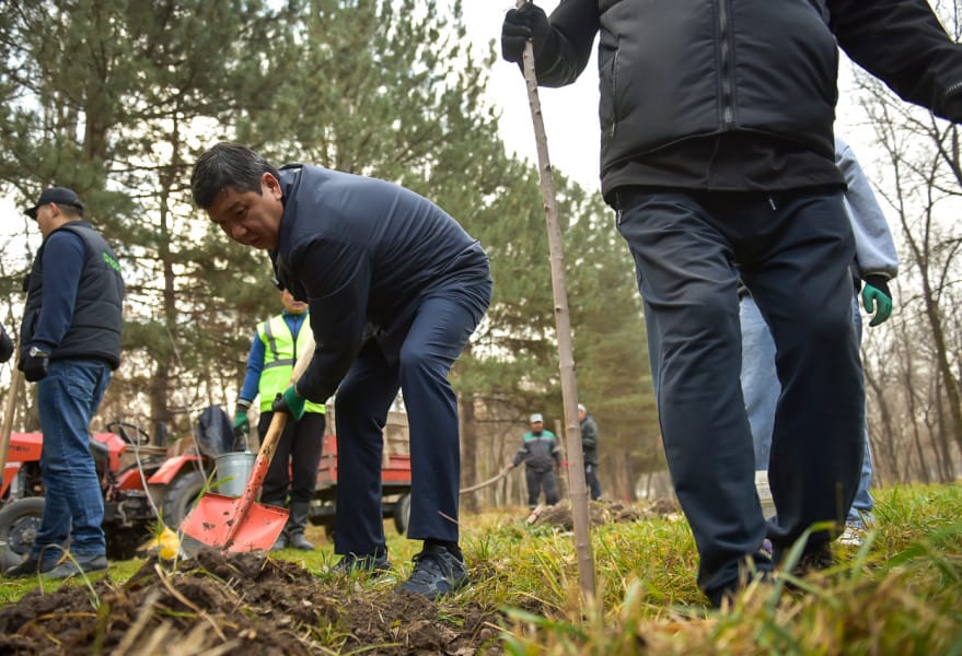 Бишкек мэриясы 2026-жылы 50 миң көчөт отургузууну пландоодо