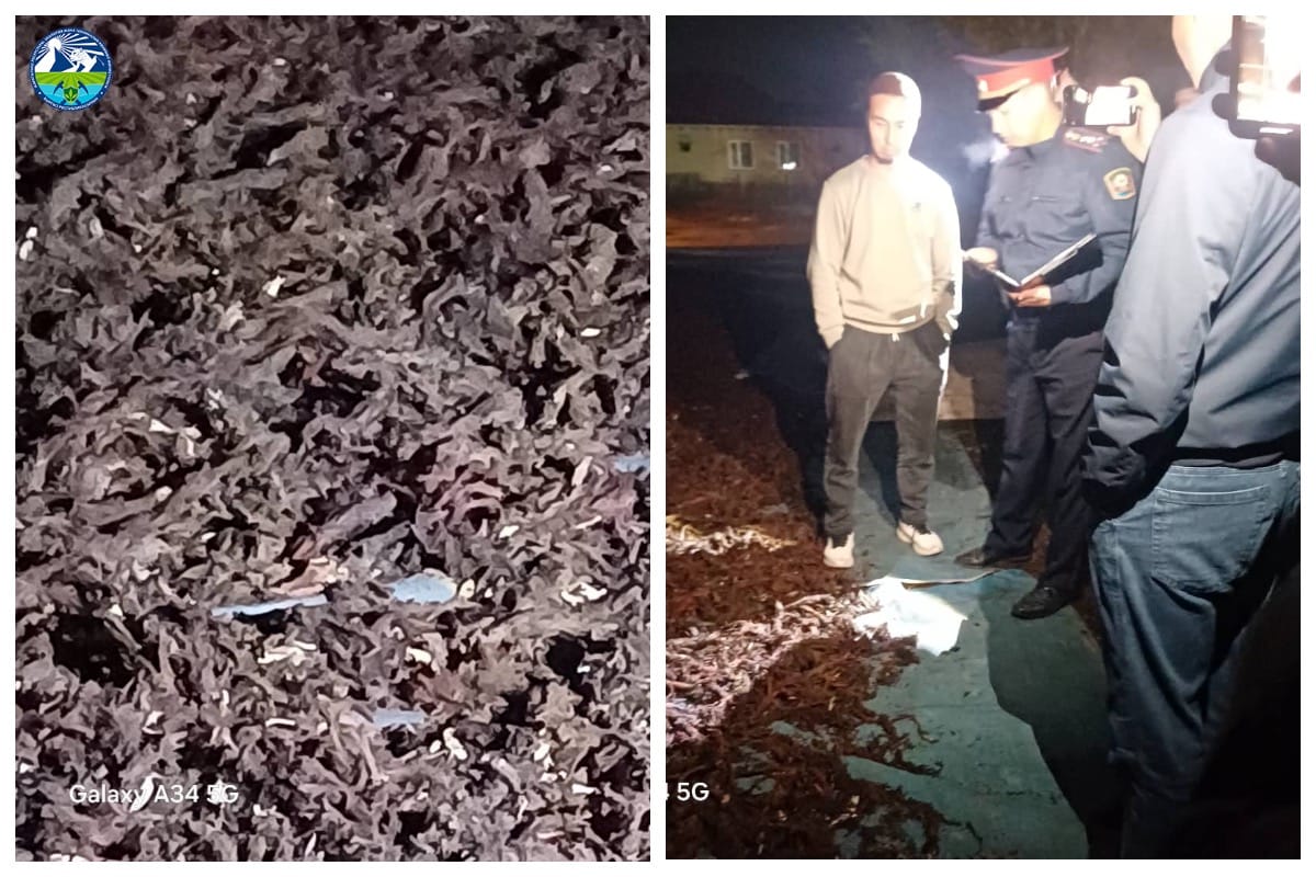 Сокулукта мыйзамсыз жыйналган 1425 кг эндик чөптүн тамыры аныкталды