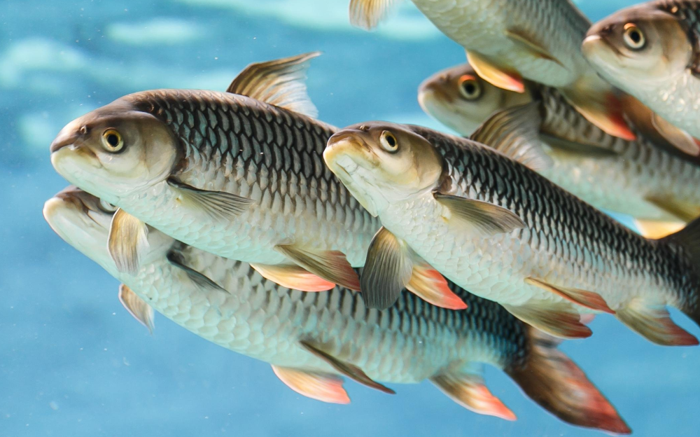 Балык чарбасында санариптик көзөмөл системасы ишке кирүүдө