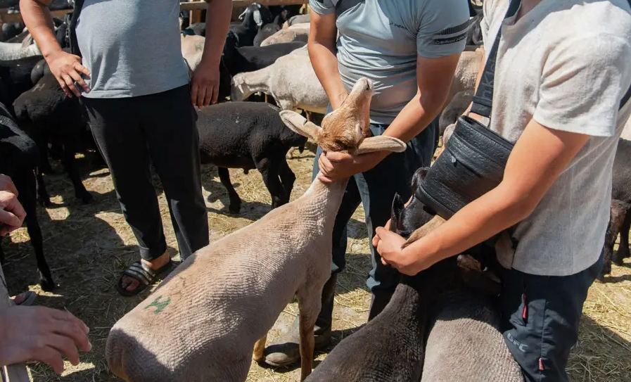 Ветеринардык коопсуздукту камсыздоо үчүн видеобайкоо системалары орнотулууда