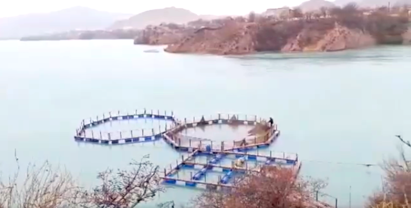 Таш-Көмүрдөгү 5 балык чарбасында мыйзам бузуулар аныкталды