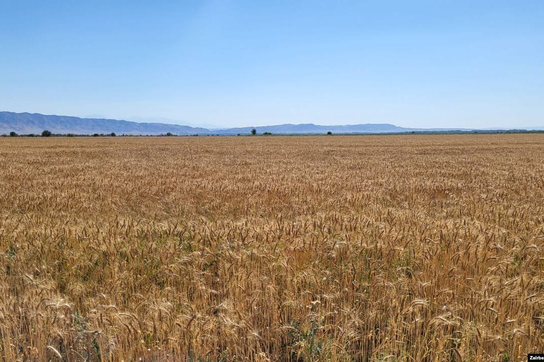 Ун өндүрүүчүлөр ассоциациясы 2025-жылы Кыргызстанда эгиндин түшүмү 40%га азайганын билдирди