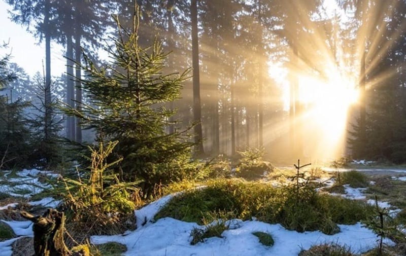 Декабрдын аягында аба ырайы 13 градуска чейин жылыйт