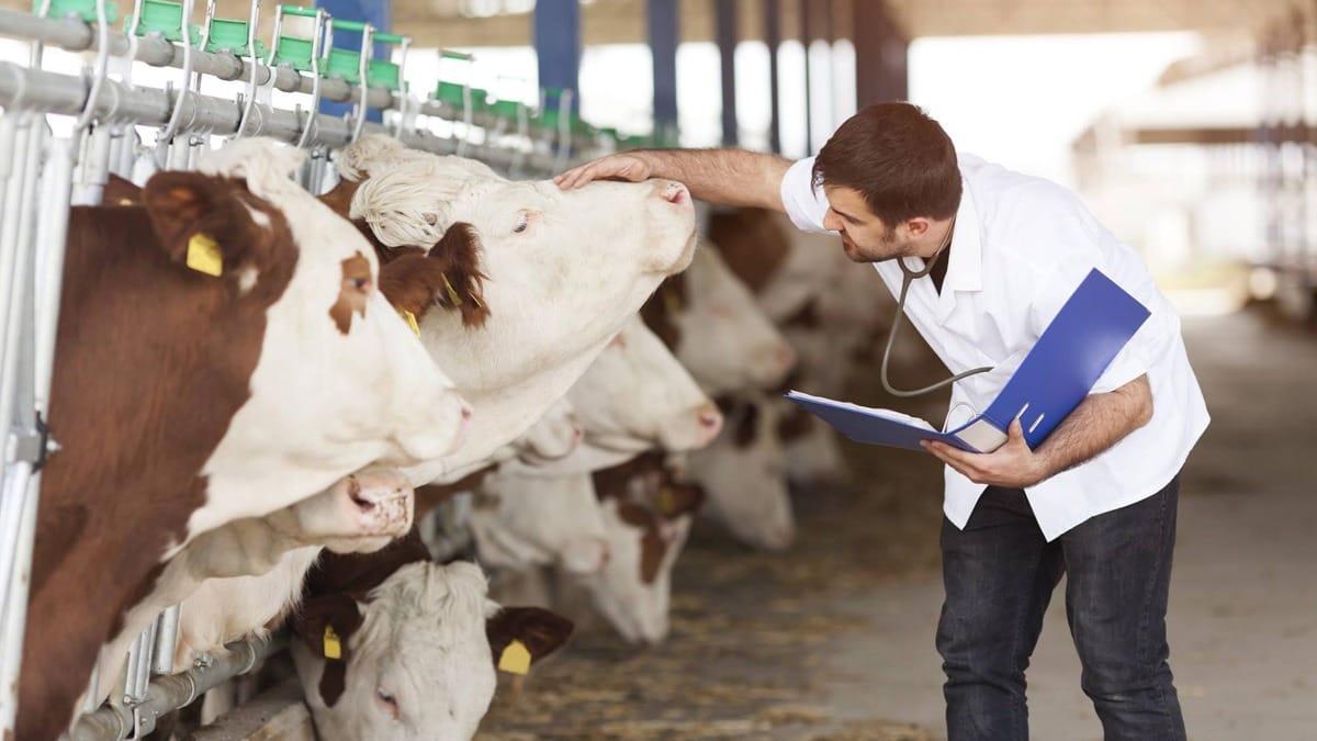 Жаш ветеринарлар үчүн турак-жай жана карьера программасы старт алды