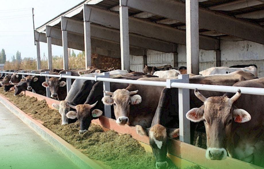 Мал чарбачылыгын өнүктүрүү боюнча 3 млн 500 миң сомдук долбоор старт алды