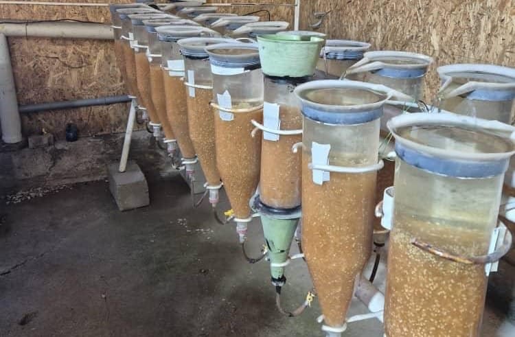 "Соң-Көл балык чарба" ишканасы 6,5 млн балык уругун инкубацияга жайгаштырды