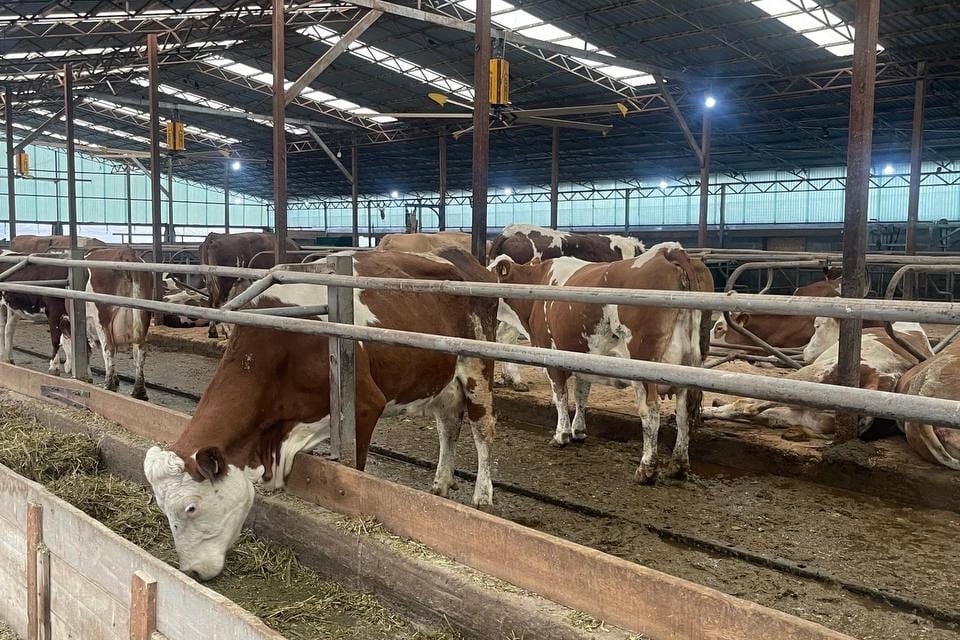 "Бермет" дыйкан чарбасы: 30+20+10" долбоорунун ийгиликтүү мисалы