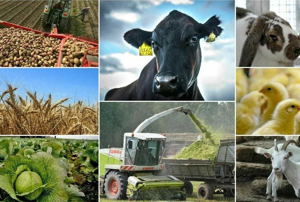 Экспорт, түшүм жана реформа боюнча айыл чарба жетишкендиктери