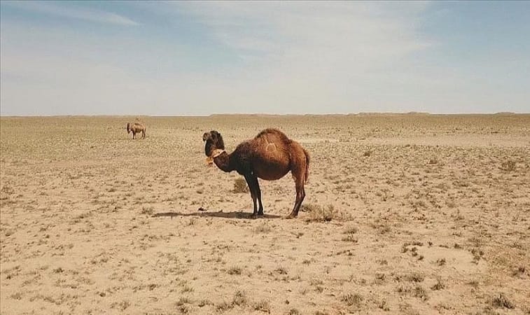 Казакстанда суунун тартыштыгы боюнча пессимисттик сценарий айтылды