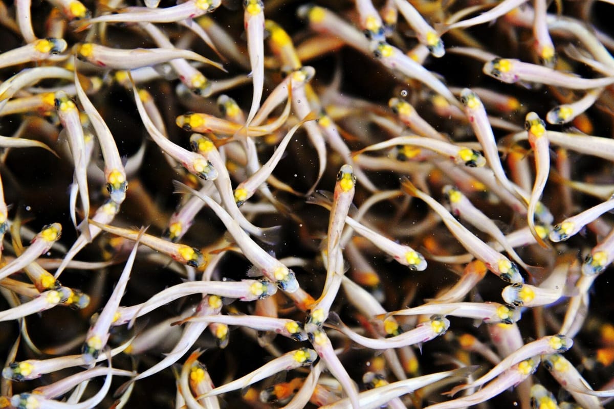 Ысык-Көл, Соң-Көлгө быйыл 17,6 млн чабак кое берилет