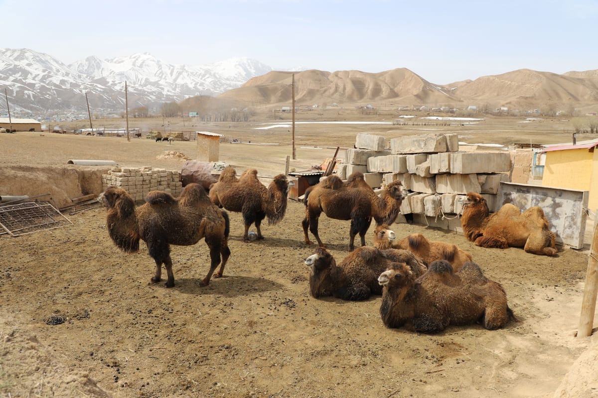 Тоголок Молдо айылында фермер төөлөрдүн санын көбөйтүп жатат