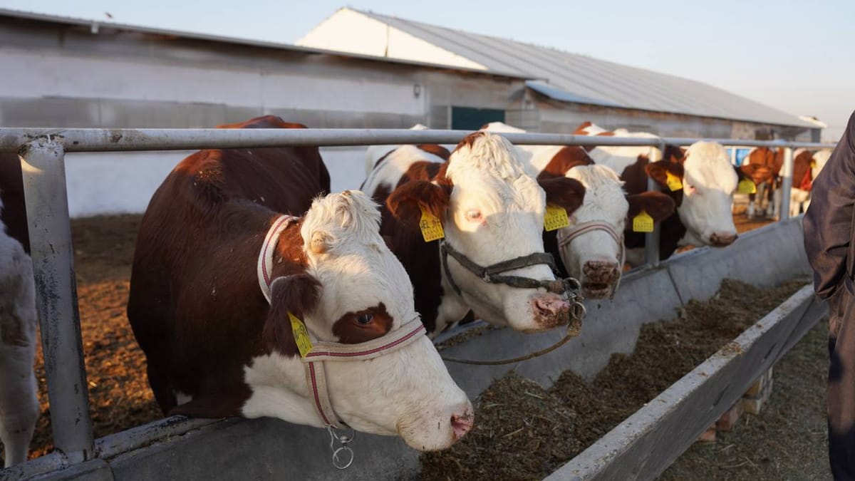 Асыл тукум чарбаларды каттоо бирдиктүү системасы иштелип чыкты