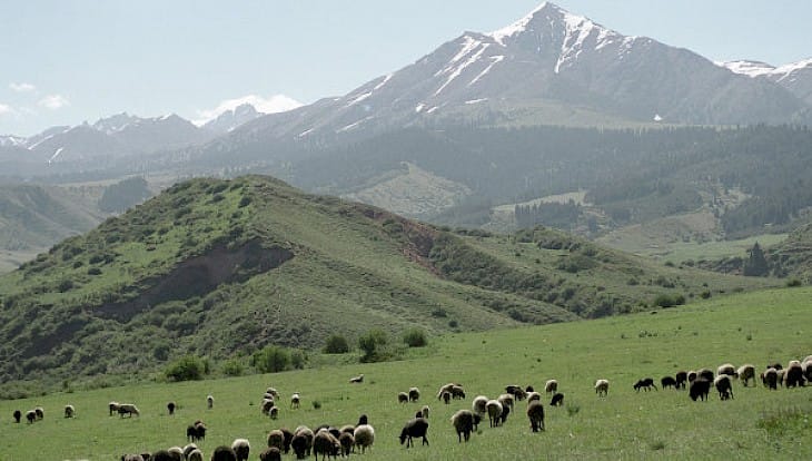 ЖК депутаты жайыт комитеттерин түзүү чоң ката болгонун билдирди