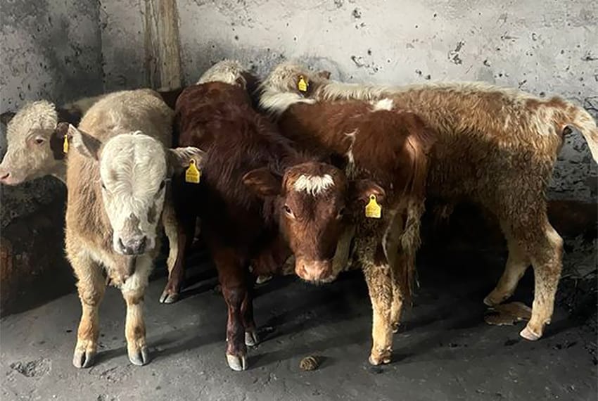 Баткенде мыйзамсыз сыртка чыгырылып бараткан 10 баш торпок кармалды