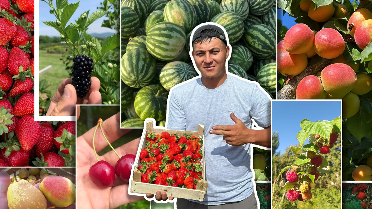 10 сотых жерден 60 күндө 5 тоннадан ашык дарбыз өндүрдүм – фермер Эмир Жаманбаев