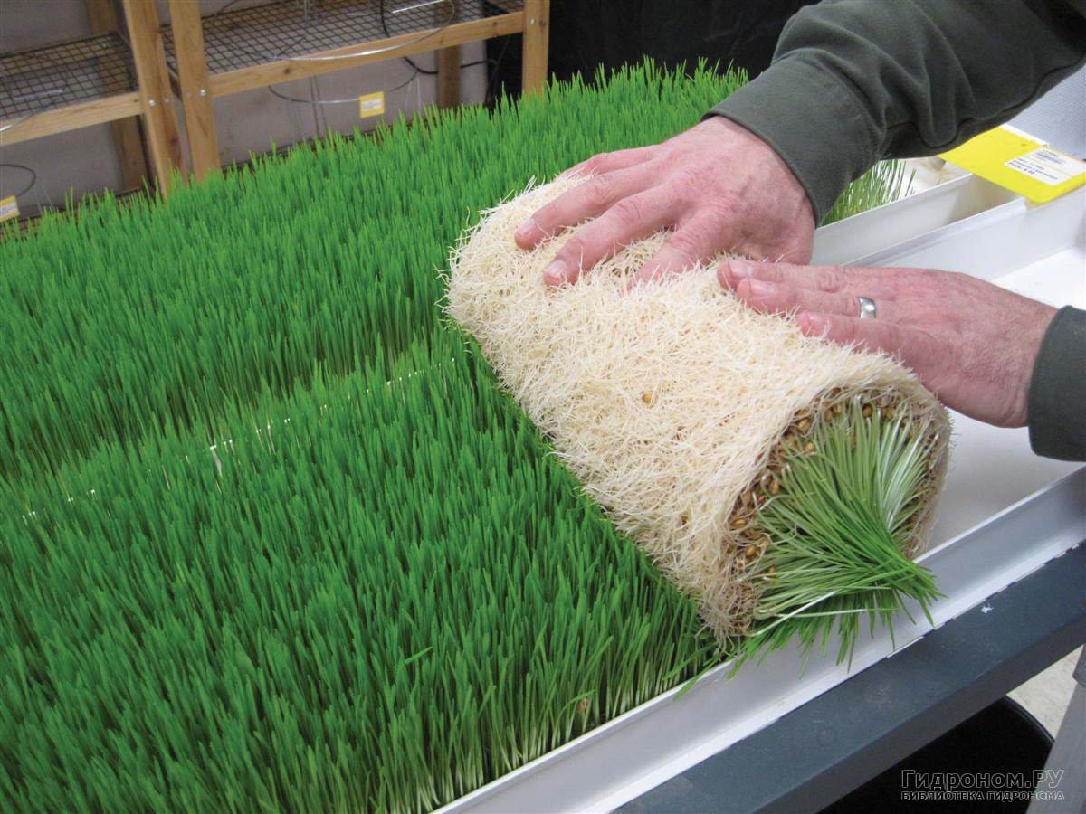 Сууну 90%га чейин үнөмдөйт: Кыргызстанда гидропоника кеңири жайылууда