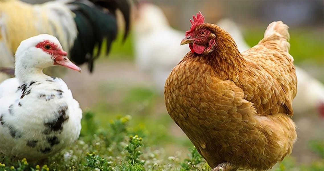 Кыргызстанда былтыр үй канаттуулары 8,6 миллионго жетти