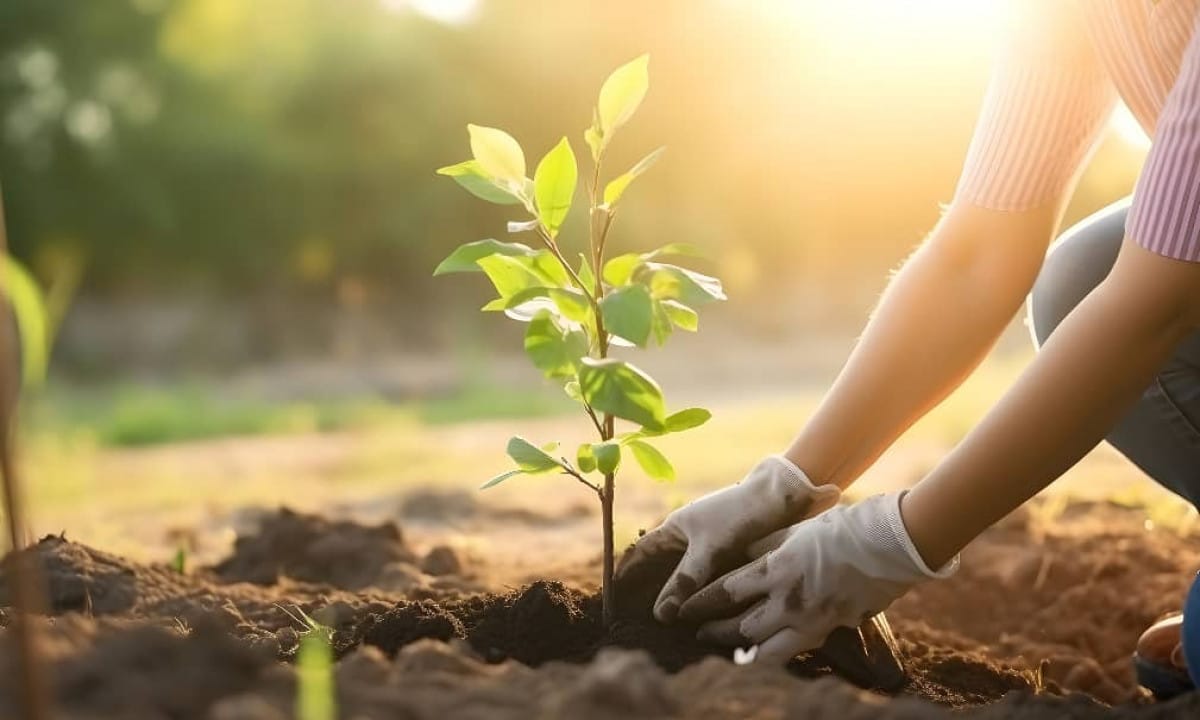 Быйыл "Жашыл мурастын" алкагында 9 млн көчөт отургузуу пландалууда