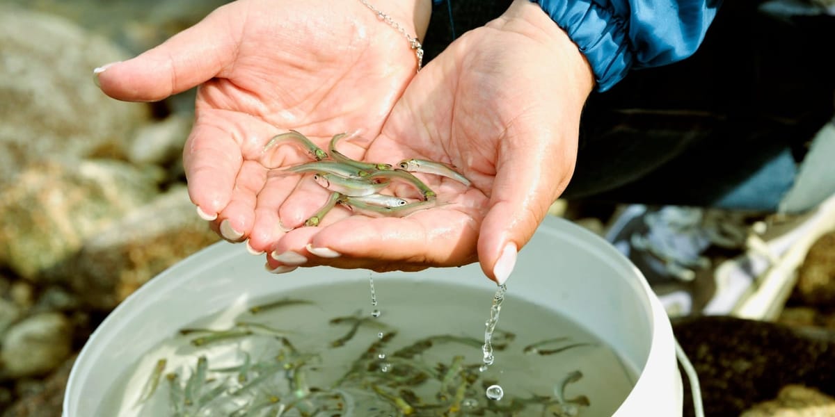 Суусамырда 5 миң форель чабагы дарыяларга коё берилди