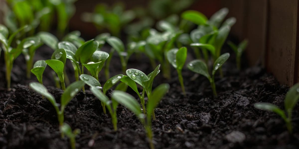 Өзбекстандан келген 80 миңден ашык көчөт чек арадан өткөрүлгөн жок