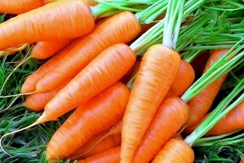 Кыргызстандан Россияга 20,7 тонна сабиз экспорттолду