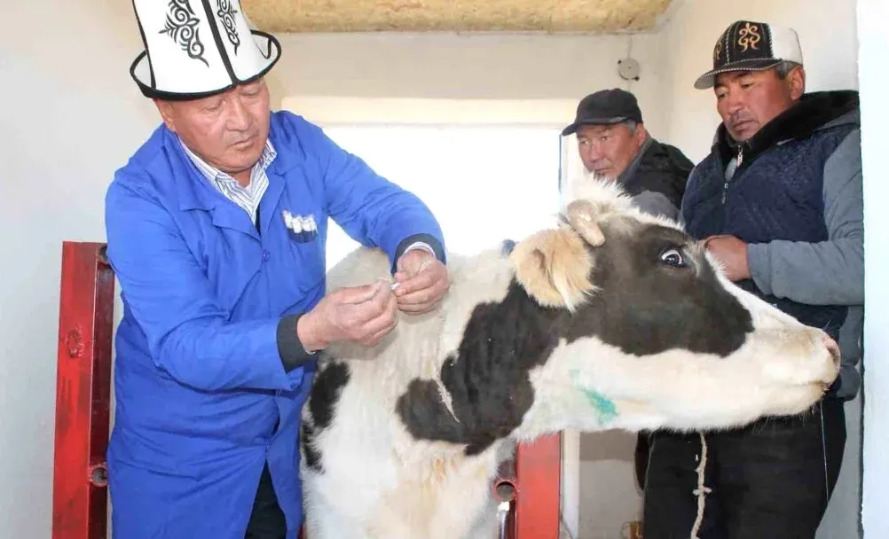 Кыргызстанда 1100 ветеринар жетишпейт - Абай Казаков