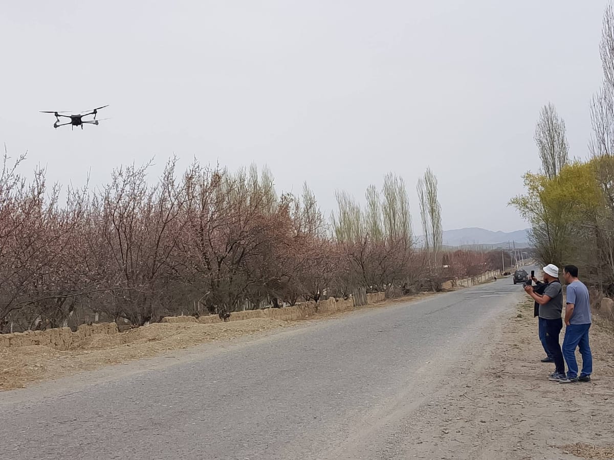 Баткенде өрүк бактарга дрондор менен дары чачыла баштады