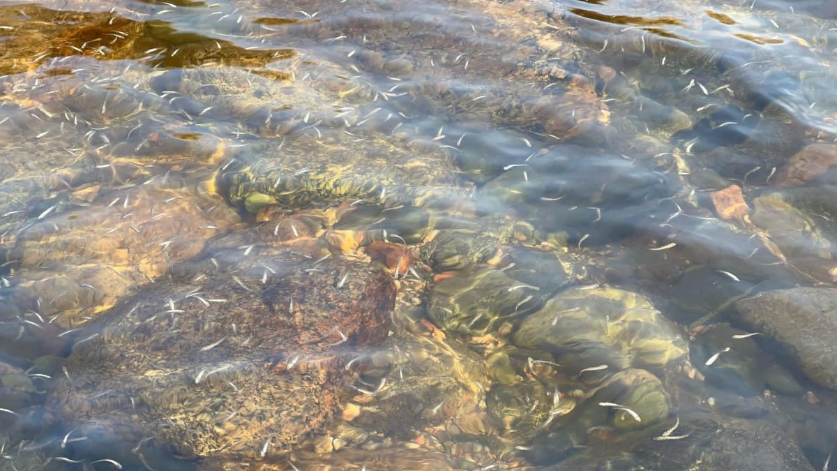 Ысык-Көлгө 3 млн даана балыктын чабагы коё берилди