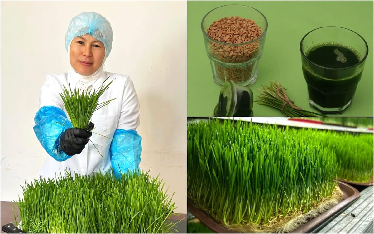 Иммунитетти чыңдаган жашыл шире: Мунара Нуралиеванын гидропоника менен башталган ишкерлик жолу