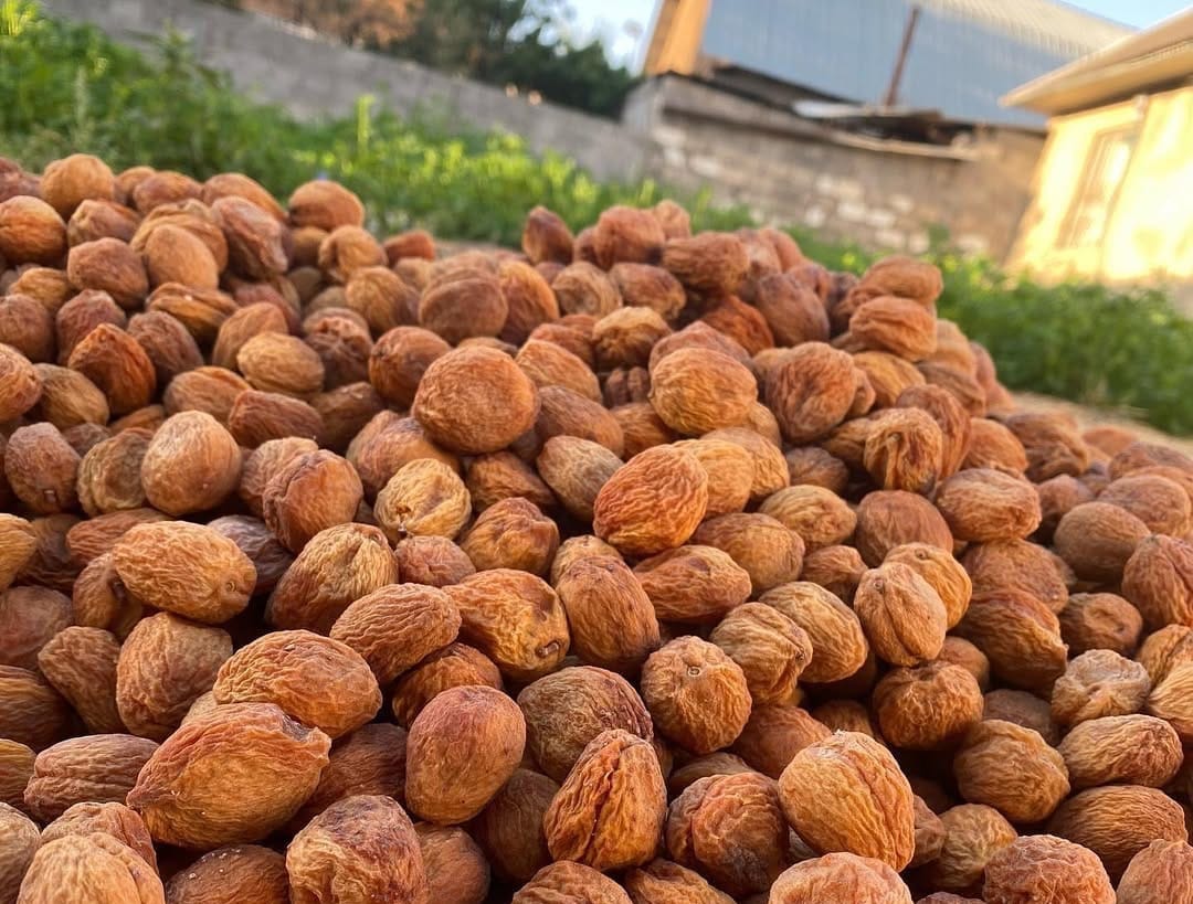 Кыргызстан чет өлкөлөргө үрөн жана кургатылган өрүк экспорттоду