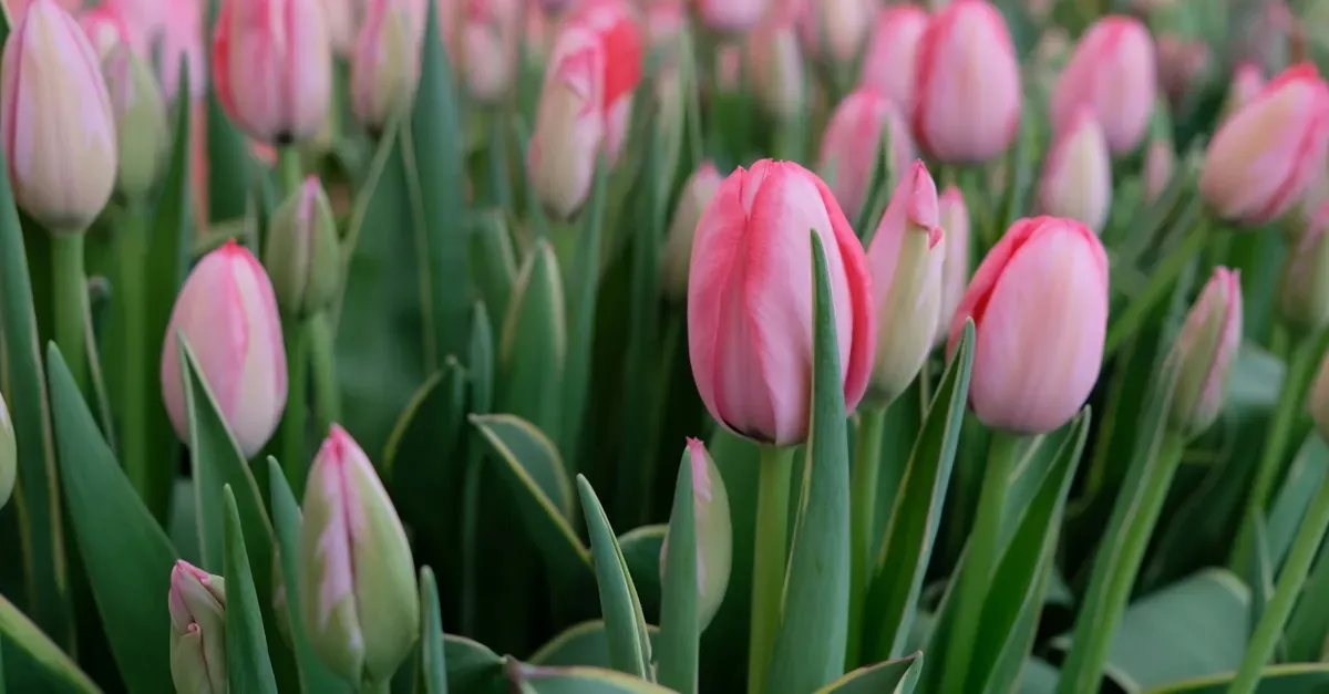 Кыргызстан эки айда 213 745 гүл экспорттоду