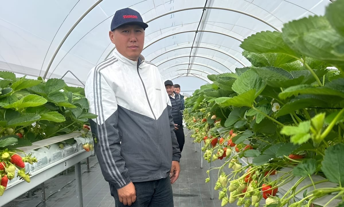 Гектарынан 14 тонна малина, 20 тонна кулпунай алган Руслан Миңбаев