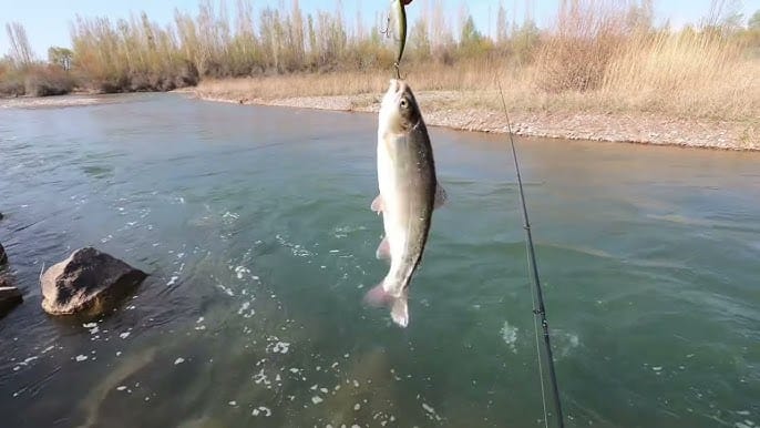 Кыргызстанда балык уулоо эрежелери бекитилди