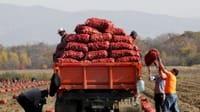 2023-жылы дыйкандарын колдоо үчүн 1 млрд сомдон ашык кепилдиктер бөлүнгөн изображение публикации