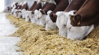 Импорттолуучу айыл чарба продукциясынын бир нече түрү кошумча нарк салыгынан бошотулду изображение публикации